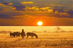 מתי הכי כדאי לטוס לדרום אפריקה מתי הכי כדאי לטוס לדרום אפריקה
